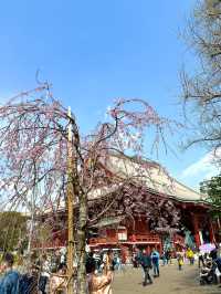 東京　東京観光　やっぱり浅草寺は外せない！2024桜の浅草寺