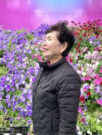 엄마와 함께 튤립꽅 만발했던 ‘태안 세계 튤립꽃 박람회’