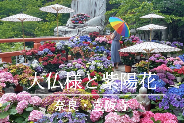 圧巻！大仏様とカラフルな紫陽花のコラボ🤗💠💐✨ | Trip.com 高市郡