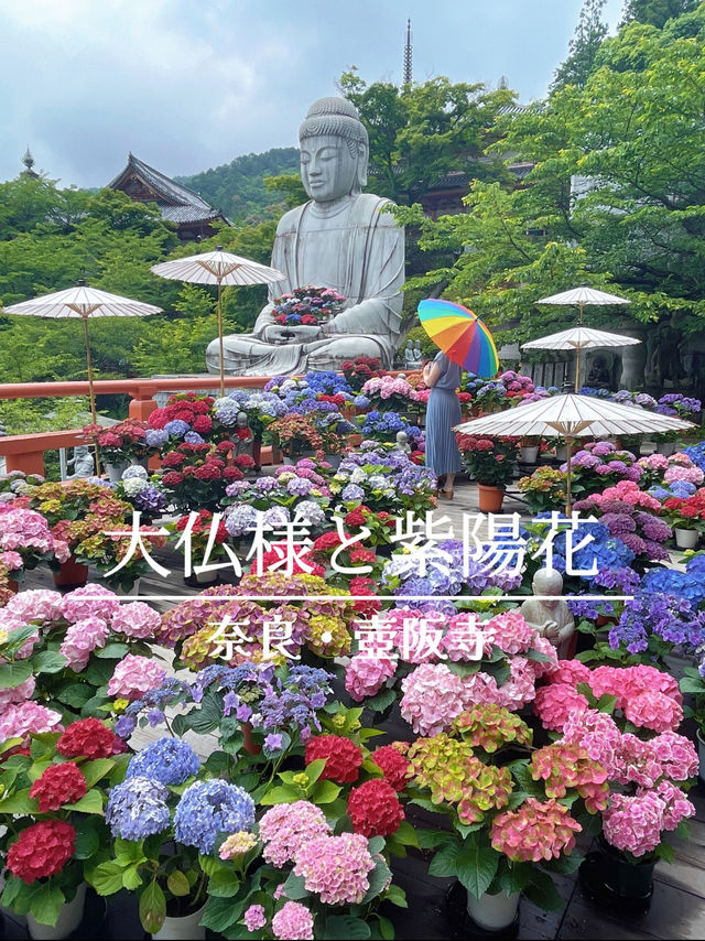 圧巻！大仏様とカラフルな紫陽花のコラボ🤗💠💐✨