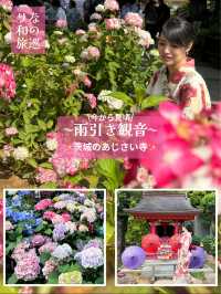 〜茨城県〜関東まだ間に合うあじさいスポット！ライトアップ情報も💡