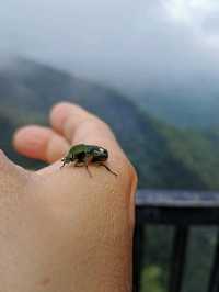 Enchanting Nature Preserve in Cameron Highland
