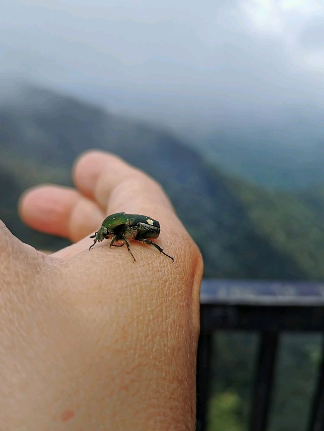 Enchanting Nature Preserve in Cameron Highland