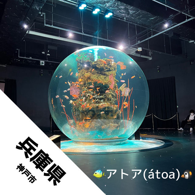 【兵庫県 神戸市】大人気劇場型アクアリウム アトア(átoa)
