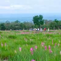 ทุ่งดอกกระเจียว อุทยานแห่งชาติไทรทอง จ.ชัยภูมิ