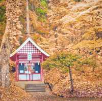Experience the Timeless Beauty of Akita