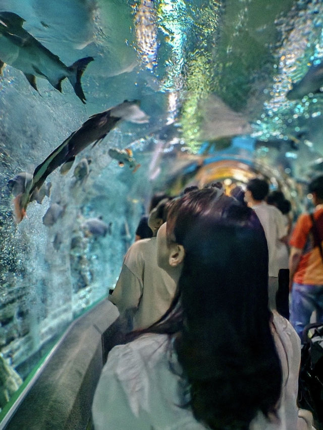 서울 실내데이트 강추! 잠실 롯데월드 아쿠아리움🐟