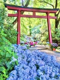 〜奈良県〜由緒あるお寺さん見られる紫陽花！絶景スポット