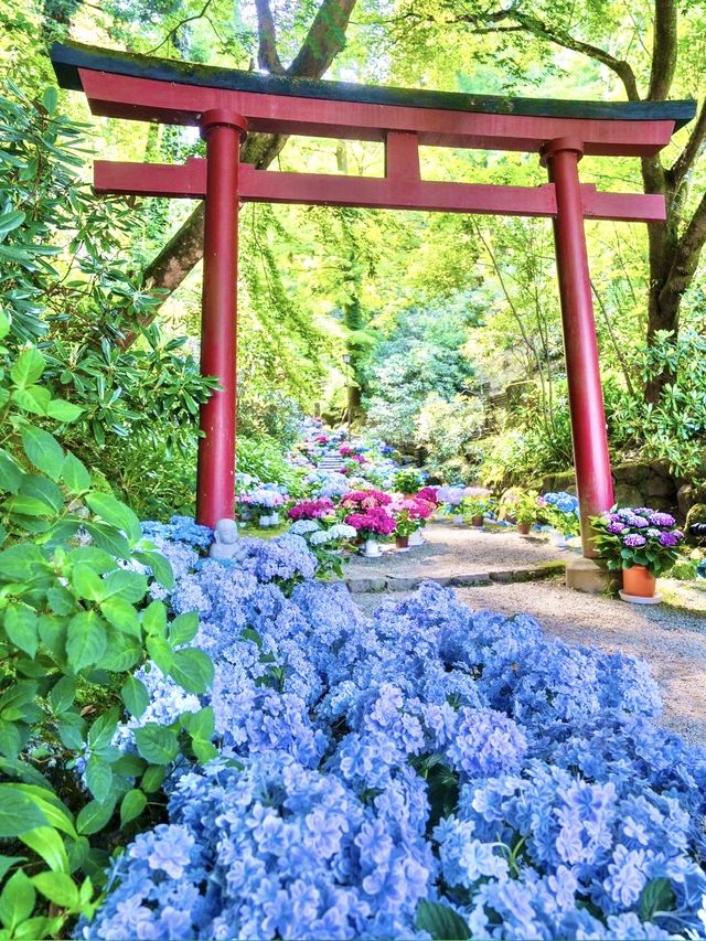 〜奈良県〜由緒あるお寺さん見られる紫陽花！絶景スポット