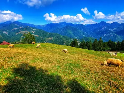 【南投】清境農場旅行~青青草原、小瑞士花園、合歡山日出,享受親子旅行