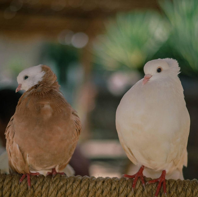 Thavorn Palm Beach's Petting Zoo