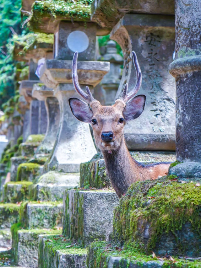 春日大社:神社界的超級巨星