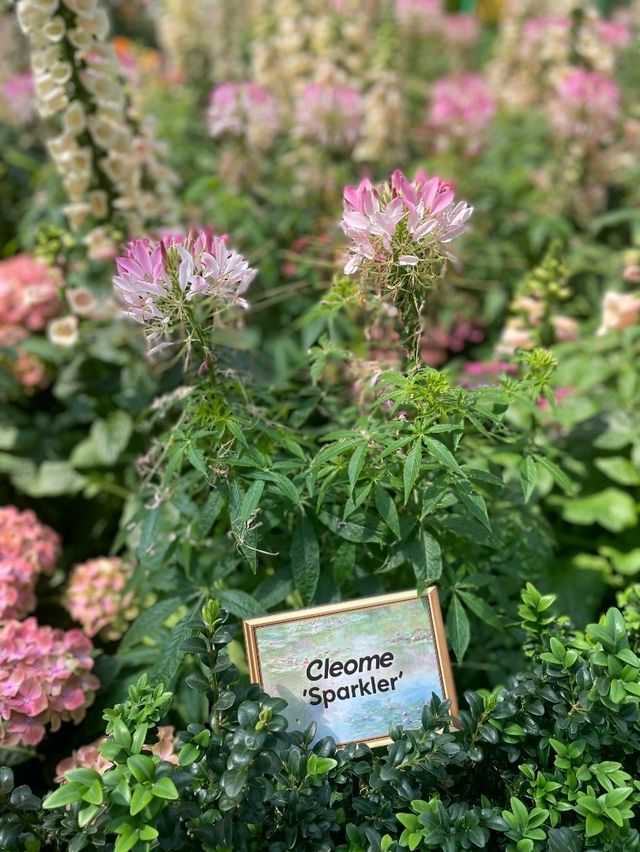 🇸🇬Flower Dome Singapore 
