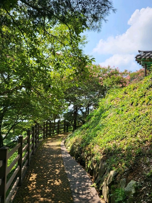 장성 배롱나무는 이제 여기입니다