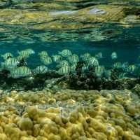 **🌊 Dive into Paradise: Scuba Adventure in Phi Phi Island 🐠**