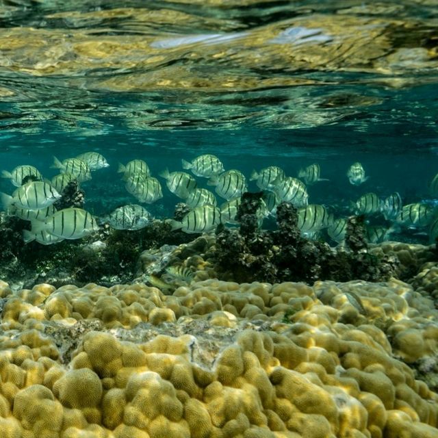 **🌊 Dive into Paradise: Scuba Adventure in Phi Phi Island 🐠**