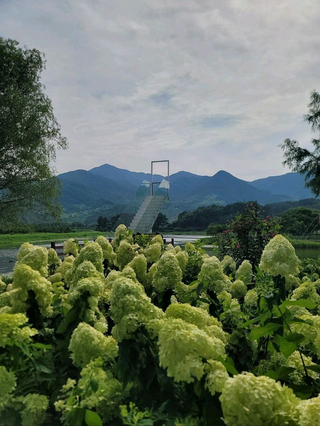 유럽수국이 예쁘게 피어나는 하동 동정호💚
