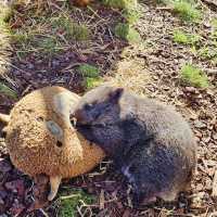 Experience Tasmania’s Wildlife at East Coast Natureworld, Bicheno
