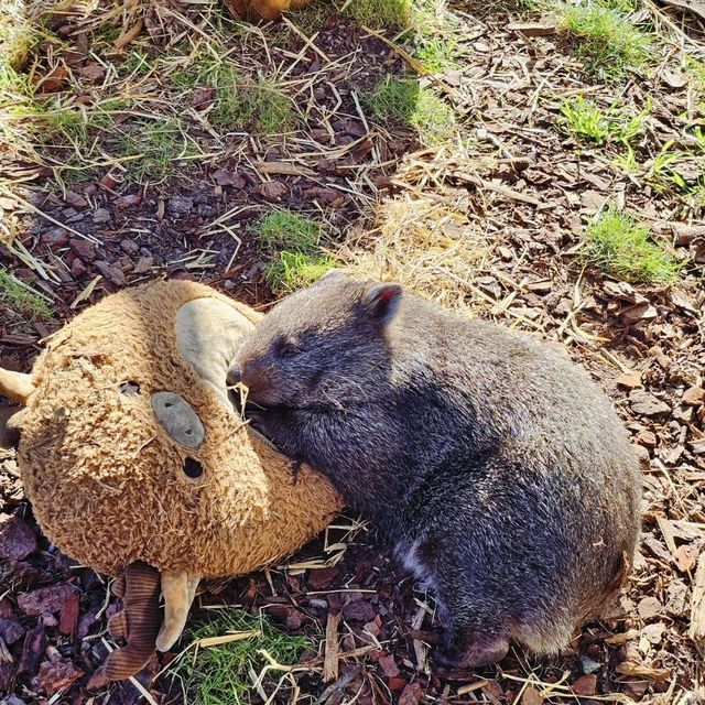 Experience Tasmania’s Wildlife at East Coast Natureworld, Bicheno