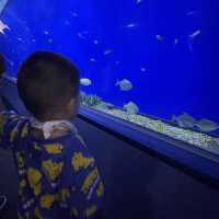 大阪自由行｜大阪水族館海遊館