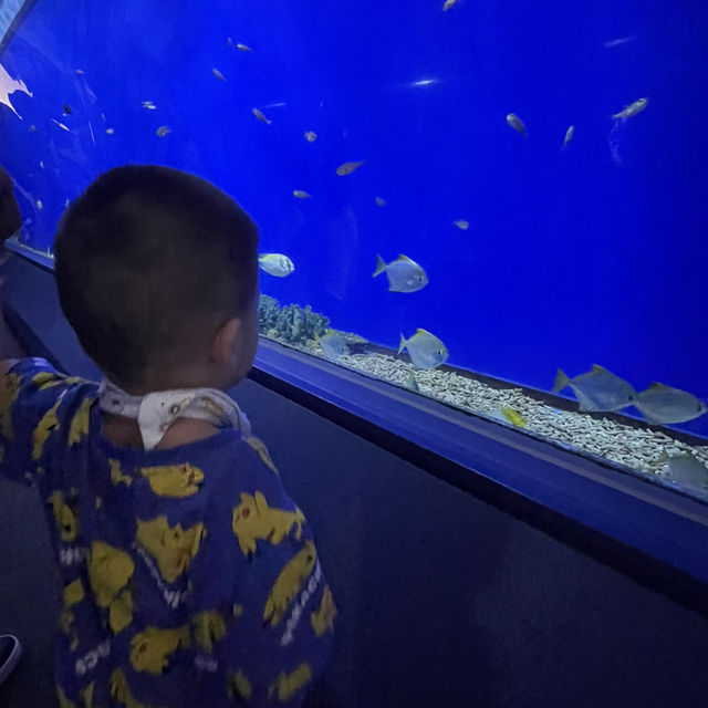 大阪自由行｜大阪水族館海遊館