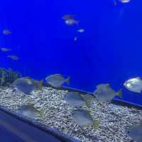 大阪自由行｜大阪水族館海遊館