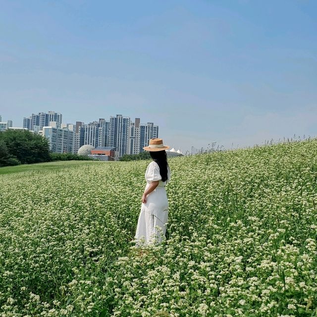 여기가 진정 인천?? 도심속 메밀꽃밭🤍💚