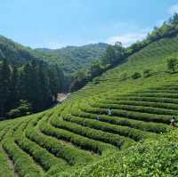 Discover Serenity at Boseong Green Tea Fields