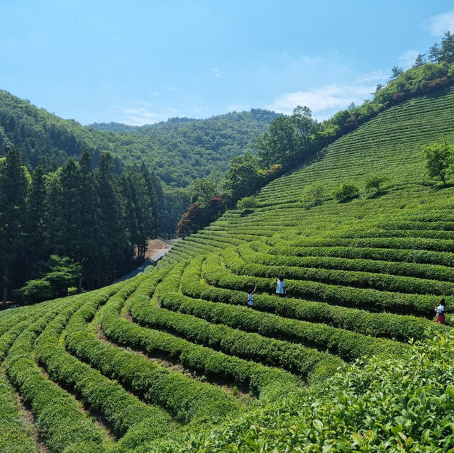 Discover Serenity at Boseong Green Tea Fields