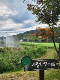 가을꽃밭과 잘 어울리는 화천 사랑나무