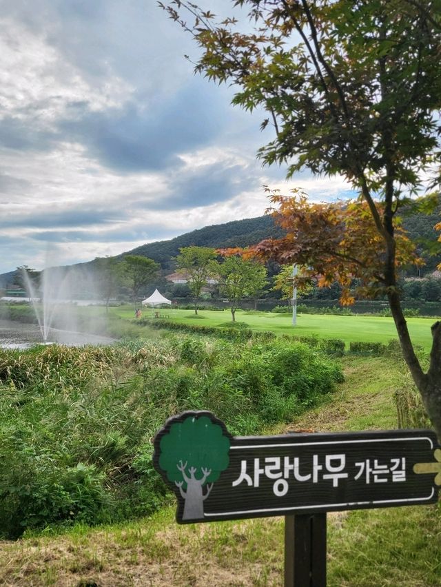 가을꽃밭과 잘 어울리는 화천 사랑나무