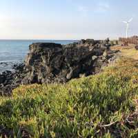 Cactus and Coast: Scenic Walks at Wollyeong-ri 🇰🇷
