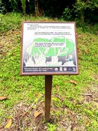 Exploring Forested Areas in Labrador Nature Reserve 