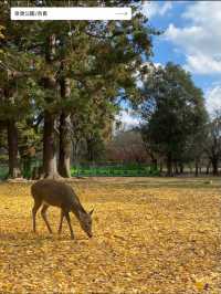 【だんだんと秋も深まるこの時期に🍂】10月に行きたい絶景スポット５選✨