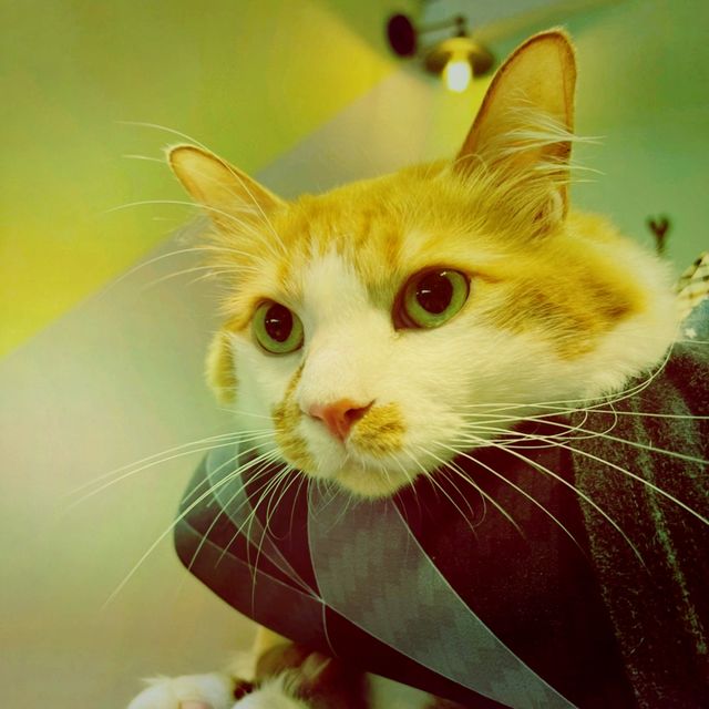 猴硐貓村：與貓咪和美景相遇