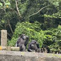 台北市立動物園🐒🦍