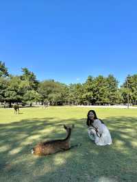 오사카 근교 나라 사슴공원