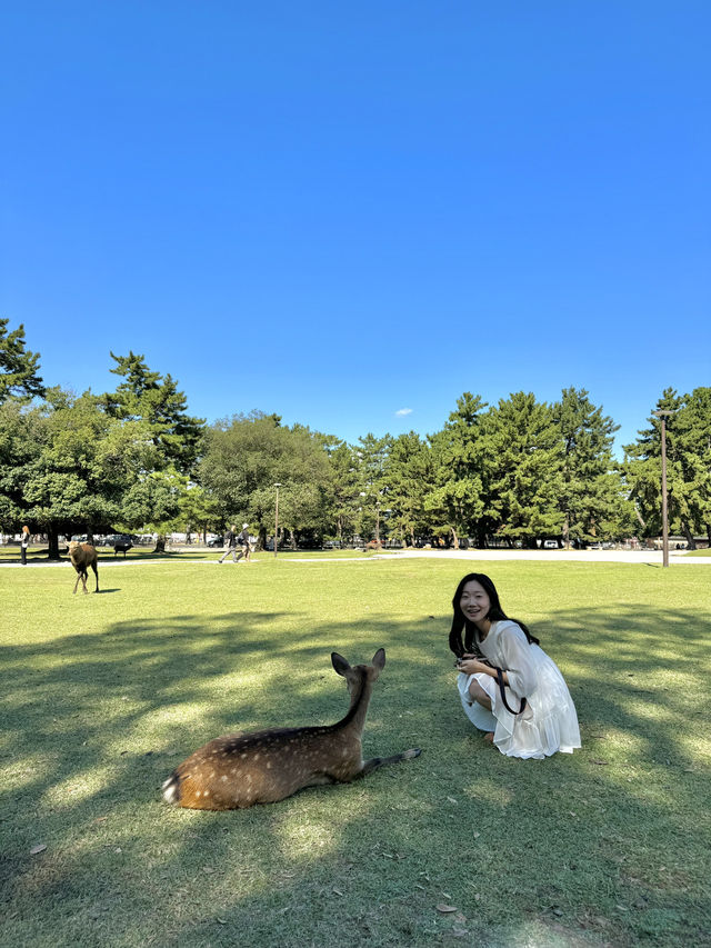 오사카 근교 나라 사슴공원
