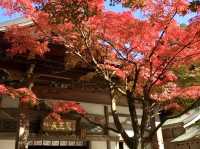 吞山觀音寺-紅葉融入觀音寺內，構成一幅美麗的畫卷