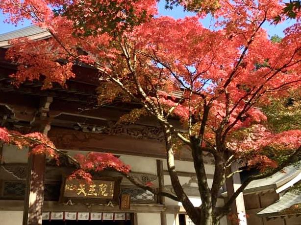 吞山觀音寺-紅葉融入觀音寺內，構成一幅美麗的畫卷