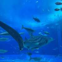 A Fun Getaway to Okinawa Churaumi Aquarium