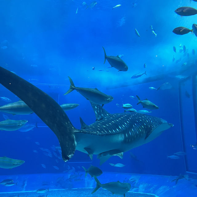 A Fun Getaway to Okinawa Churaumi Aquarium