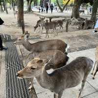 Todaiji Temple • เมืองนารา 🇯🇵 ญี่ปุ่น
