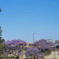 jacaranda purple!