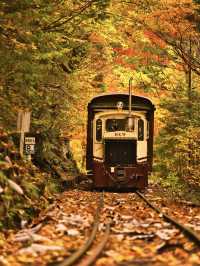 【長野】アメリカの紅葉を彷彿とさせる絶景🍁攻略&周辺観光情報付き✨