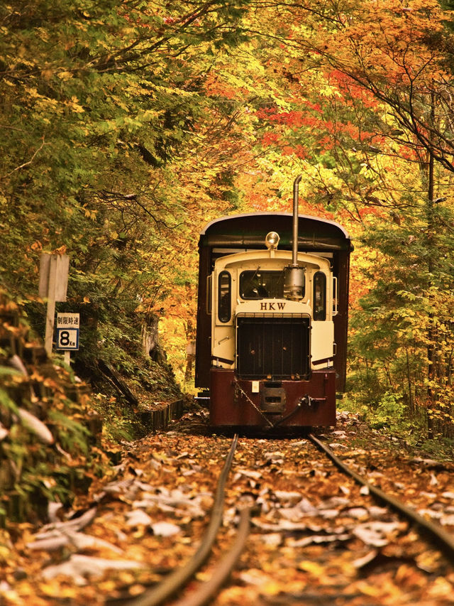 【長野】アメリカの紅葉を彷彿とさせる絶景🍁攻略&周辺観光情報付き✨