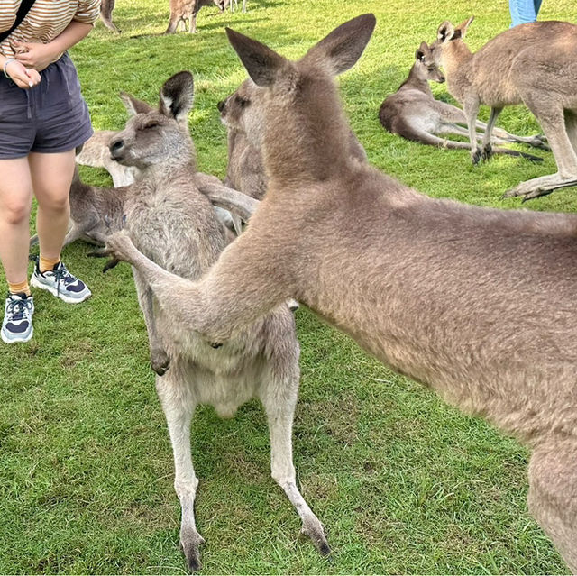 BRISBANE可以直接上手摸袋鼠的動物園🦘!!!