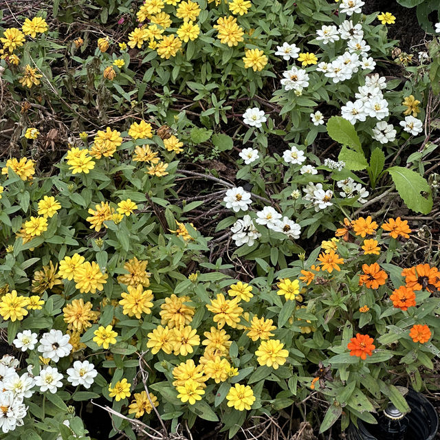 布里斯班最具特色亞熱帶植物館🌻🌺🌸