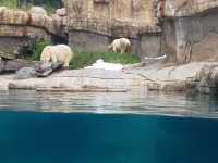 🐯🧸샌디에고 동물원 San diego zoo