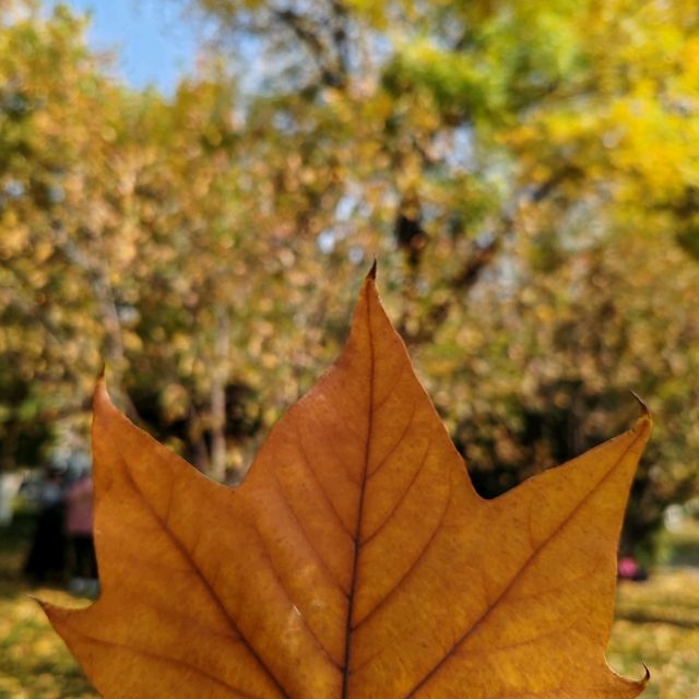 Catching the tail of autumn
